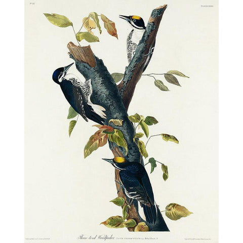 Three-toed Woodpecker Black Modern Wood Framed Art Print with Double Matting by Audubon, John James