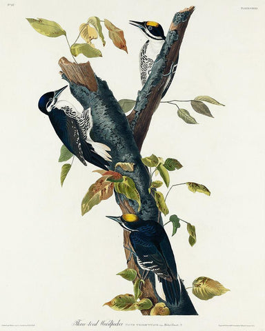 Three-toed Woodpecker White Modern Wood Framed Art Print with Double Matting by Audubon, John James