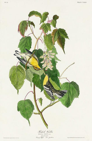 Hemlock Warbler White Modern Wood Framed Art Print with Double Matting by Audubon, John James