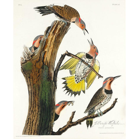 Golden-winged Woodpecker Gold Ornate Wood Framed Art Print with Double Matting by Audubon, John James