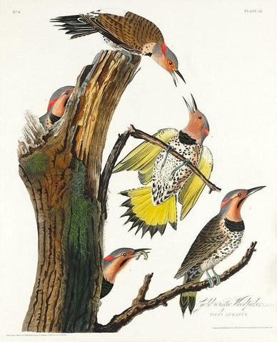 Golden-winged Woodpecker White Modern Wood Framed Art Print with Double Matting by Audubon, John James