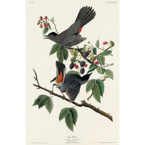 Cat Bird Black Modern Wood Framed Art Print with Double Matting by Audubon, John James