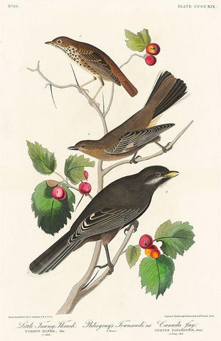 Little Tawny Thrush, Ptiliogonys Townsendi and Canada Jay Black Ornate Wood Framed Art Print with Double Matting by Audubon, John James