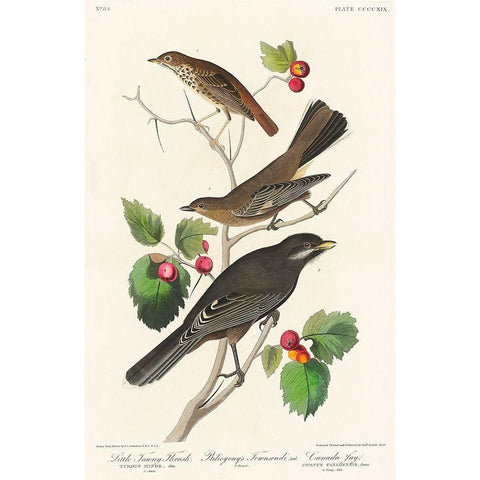 Little Tawny Thrush, Ptiliogonys Townsendi and Canada Jay Black Modern Wood Framed Art Print with Double Matting by Audubon, John James