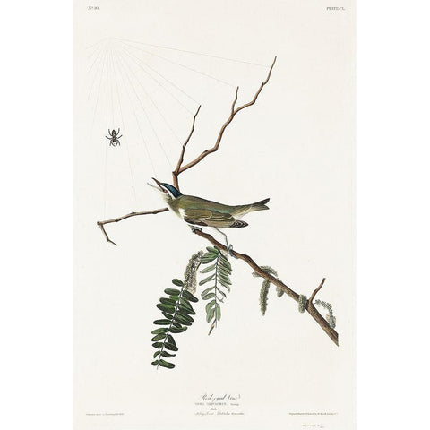 Red-eyed Vireo Black Modern Wood Framed Art Print with Double Matting by Audubon, John James