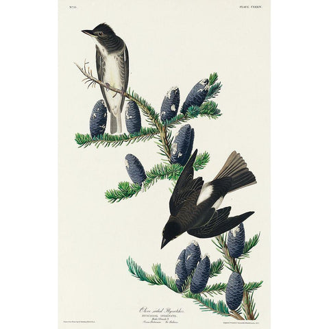 Olive sided Flycatcher Gold Ornate Wood Framed Art Print with Double Matting by Audubon, John James