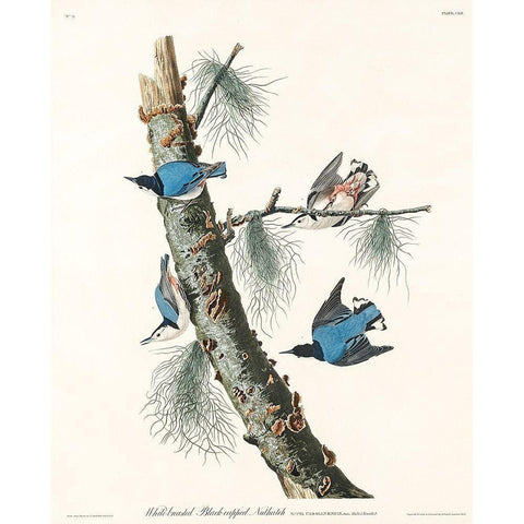 White-breasted Black-capped Nuthatch White Modern Wood Framed Art Print by Audubon, John James