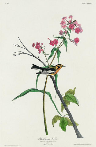 Blackburnian Warbler White Modern Wood Framed Art Print with Double Matting by Audubon, John James