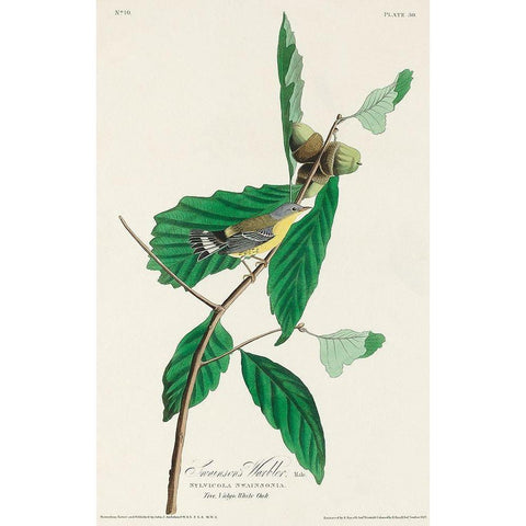 Black and Yellow Warbler White Modern Wood Framed Art Print by Audubon, John James