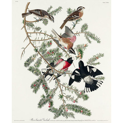 Rose-breasted Grosbeak Black Modern Wood Framed Art Print with Double Matting by Audubon, John James