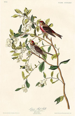 Lesser Red-Poll Black Ornate Wood Framed Art Print with Double Matting by Audubon, John James