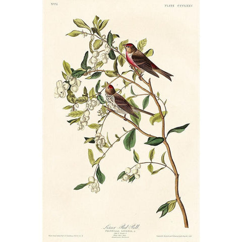 Lesser Red-Poll White Modern Wood Framed Art Print by Audubon, John James