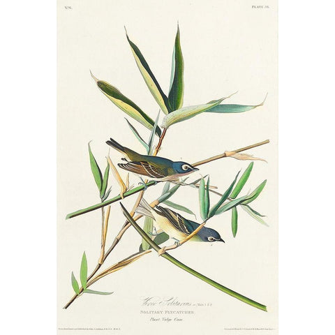 Vireo Solitarius Gold Ornate Wood Framed Art Print with Double Matting by Audubon, John James