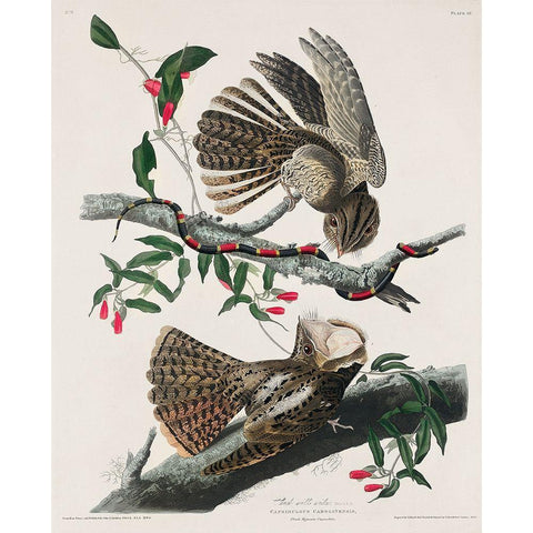 Chuck-wills WidowÂ  Black Modern Wood Framed Art Print with Double Matting by Audubon, John James