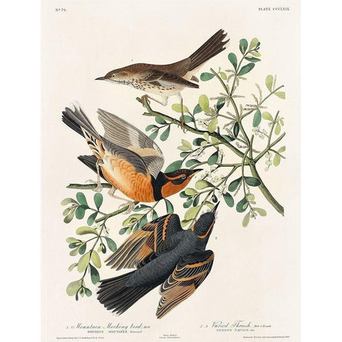 Mountain Mocking bird and Varied Thrush White Modern Wood Framed Art Print by Audubon, John James