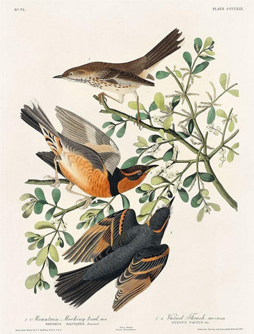 Mountain Mocking bird and Varied Thrush Black Ornate Wood Framed Art Print with Double Matting by Audubon, John James