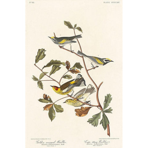 Golden-winged Warbler and Cape May Warbler Black Modern Wood Framed Art Print with Double Matting by Audubon, John James