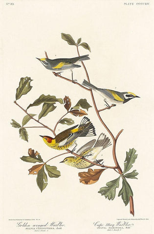 Golden-winged Warbler and Cape May Warbler Black Ornate Wood Framed Art Print with Double Matting by Audubon, John James