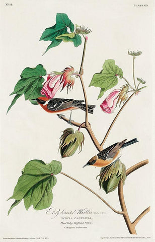 Bay-breasted Warbler White Modern Wood Framed Art Print with Double Matting by Audubon, John James