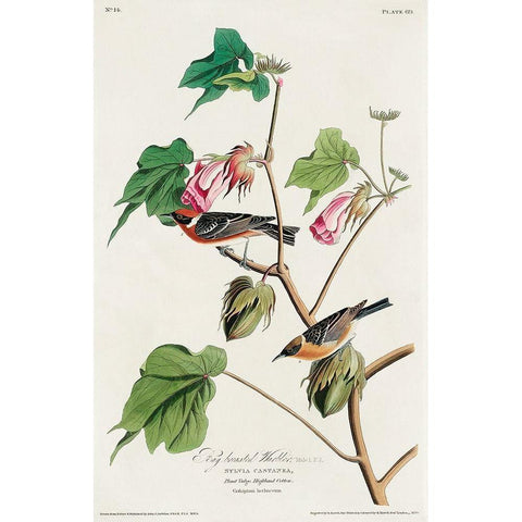 Bay-breasted Warbler White Modern Wood Framed Art Print by Audubon, John James