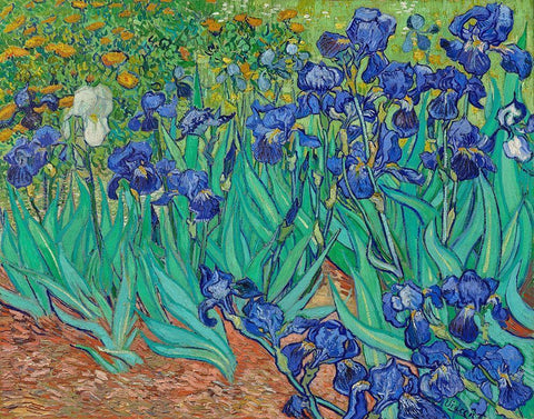 Irises (1889) White Modern Wood Framed Art Print with Double Matting by Van Gogh, Vincent