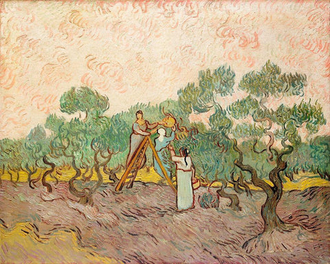 Women Picking Olives (1889) White Modern Wood Framed Art Print with Double Matting by Van Gogh, Vincent