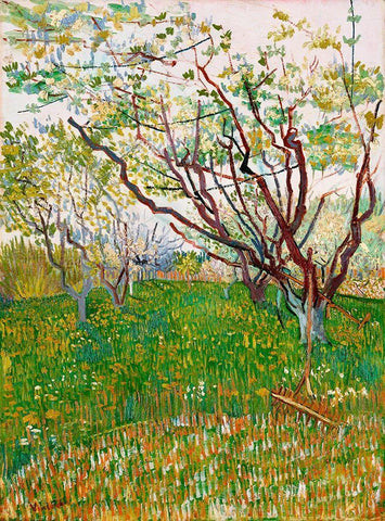 The Flowering Orchard (1888) White Modern Wood Framed Art Print with Double Matting by Van Gogh, Vincent