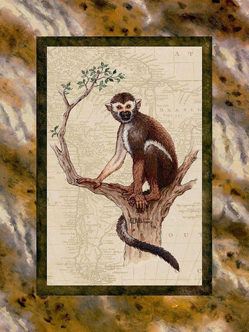 Squirrel Monkey White Modern Wood Framed Art Print with Double Matting by Kruskamp, Janet