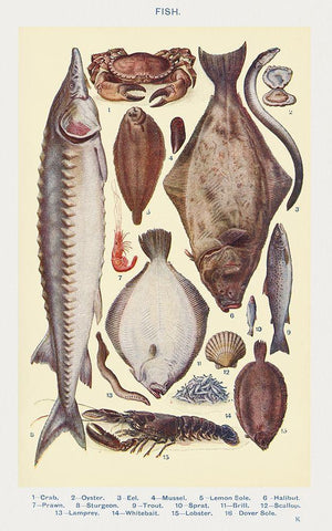 Fish II Black Ornate Wood Framed Art Print with Double Matting by Mrs. Beeton''s Book of Household Management