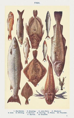 Fish I White Modern Wood Framed Art Print with Double Matting by Mrs. Beeton''s Book of Household Management