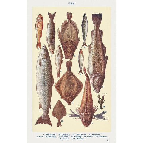 Fish I Black Modern Wood Framed Art Print with Double Matting by Mrs. Beeton''s Book of Household Management