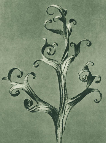 Delphinium (Larkspur) White Modern Wood Framed Art Print with Double Matting by Blossfeldt, Karl