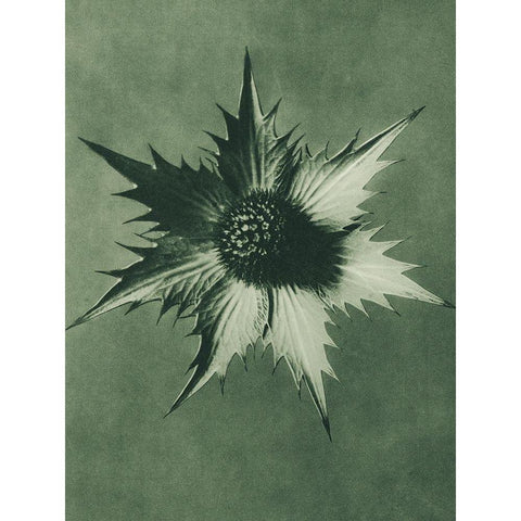 Eryngium Giganteum (Miss Willmotts Ghost) White Modern Wood Framed Art Print by Blossfeldt, Karl