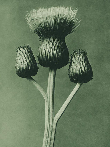 Cirsium Canum (Queen Anne Thistle) Black Ornate Wood Framed Art Print with Double Matting by Blossfeldt, Karl