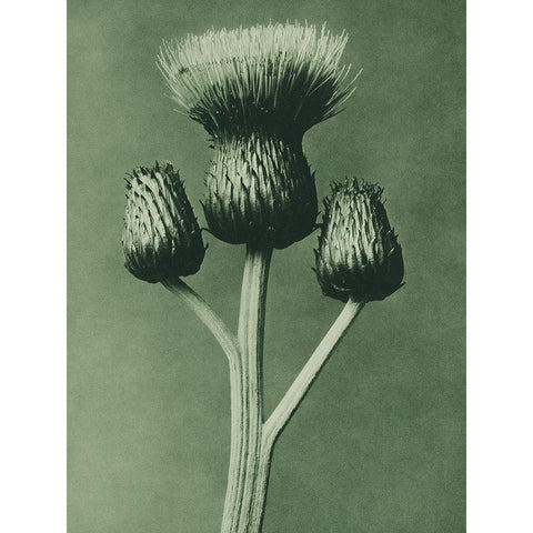 Cirsium Canum (Queen Anne Thistle) Black Modern Wood Framed Art Print with Double Matting by Blossfeldt, Karl