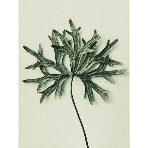 Aconitum Anthora (Yellow Monkshood Leaf) Black Modern Wood Framed Art Print with Double Matting by Blossfeldt, Karl