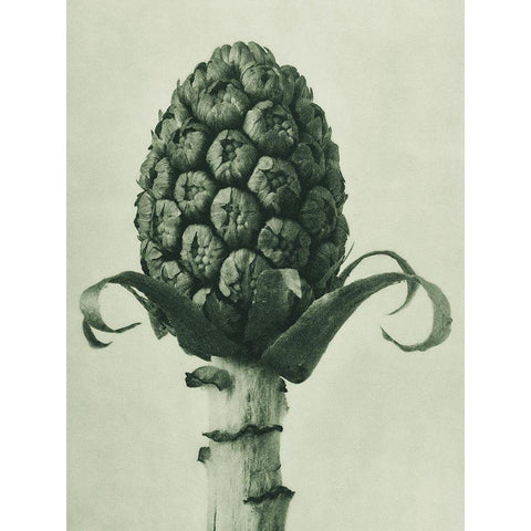 Petasites Officinalis (Butterbur) White Modern Wood Framed Art Print by Blossfeldt, Karl