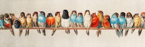 A Perch of Birds Black Ornate Wood Framed Art Print with Double Matting by Vintage Illustration