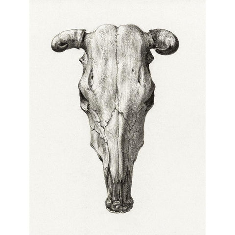 Skull of a cow White Modern Wood Framed Art Print by Bernard, Jean