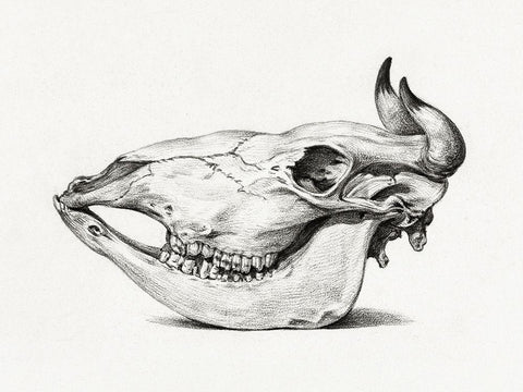 Skull of a cow (Side) White Modern Wood Framed Art Print with Double Matting by Bernard, Jean