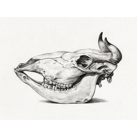 Skull of a cow (Side) Black Modern Wood Framed Art Print with Double Matting by Bernard, Jean