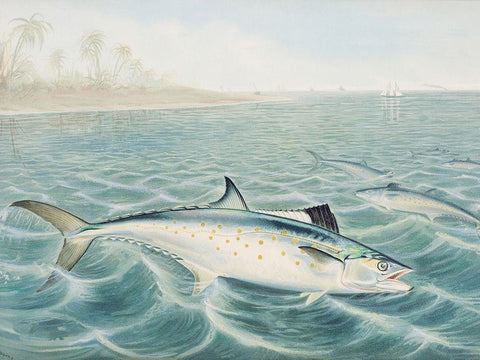 Red Drum White Modern Wood Framed Art Print with Double Matting by Kilbourne, Samuel