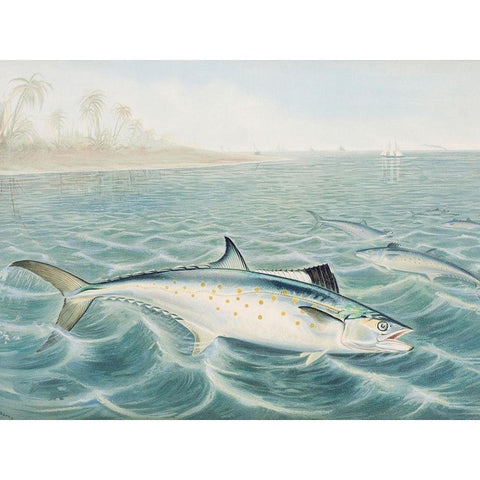 Red Drum Black Modern Wood Framed Art Print with Double Matting by Kilbourne, Samuel