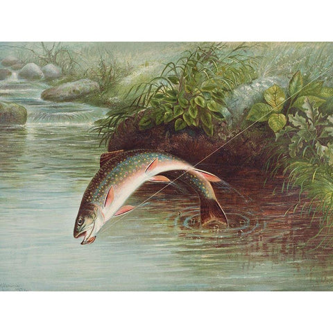 Leaping Brook Trout White Modern Wood Framed Art Print by Kilbourne, Samuel