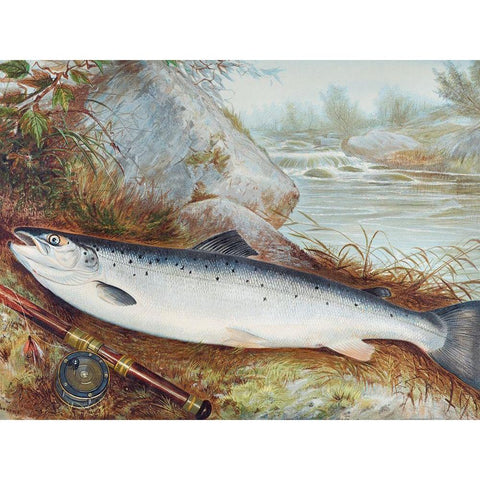 Trout Black Modern Wood Framed Art Print with Double Matting by Kilbourne, Samuel