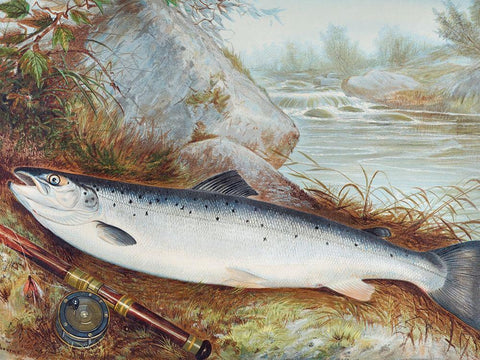 Trout White Modern Wood Framed Art Print with Double Matting by Kilbourne, Samuel