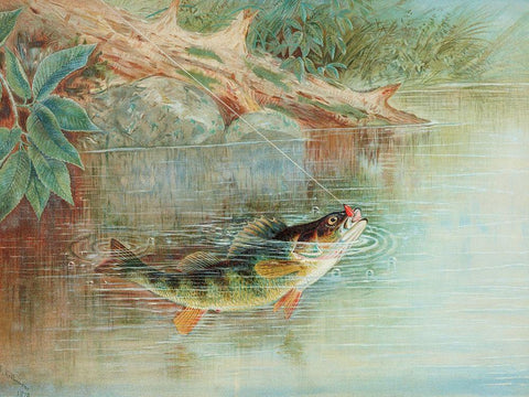 Yellow Perch White Modern Wood Framed Art Print with Double Matting by Kilbourne, Samuel