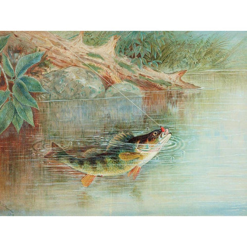 Yellow Perch Black Modern Wood Framed Art Print by Kilbourne, Samuel