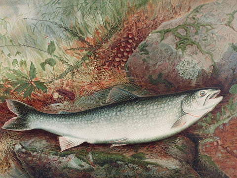 Lake Trout Black Ornate Wood Framed Art Print with Double Matting by Kilbourne, Samuel