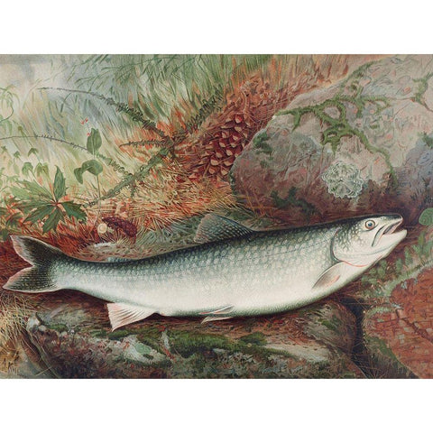 Lake Trout Black Modern Wood Framed Art Print by Kilbourne, Samuel